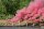 Power Smoke / Rauch Pink, 5er, T1