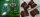 Donnerfrosch, 4-fach Donnerfrosch